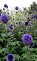 Kugeldistel - Echinops ritro‘Veitchs Blue’