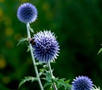 Kugeldistel - Echinops ritro‘Veitchs Blue’