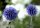 Kugeldistel - Echinops ritro&lsquo;Veitchs Blue&rsquo;