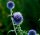 Kugeldistel - Echinops ritro ‘Veitchs Blue’  im 1-Liter Topf