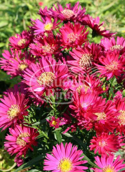 Aster novi belgii Royal Ruby