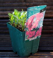 Aster novi belgii Royal Ruby