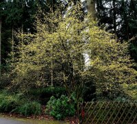 Kornelkirsche - Cornus mas 70-90 cm, leichter Strauch, ab 2 Triebe, wurzelnackt