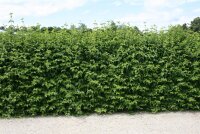 Kornelkirsche - Cornus mas 70-90 cm, leichter Strauch, ab 2 Triebe, wurzelnackt