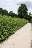Kornelkirsche - Cornus mas 70-90 cm, leichter Strauch, ab 2 Triebe, wurzelnackt