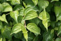 Kornelkirsche - Cornus mas 70-90 cm, leichter Strauch, ab 2 Triebe, wurzelnackt