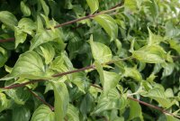 Kornelkirsche - Cornus mas 70-90 cm, leichter Strauch, ab 2 Triebe, wurzelnackt