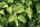 Kornelkirsche - Cornus mas 70-90 cm, leichter Strauch, ab 2 Triebe, wurzelnackt