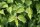 Kornelkirsche - Cornus mas 70-90 cm, leichter Strauch, ab 2 Triebe, wurzelnackt