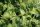 Kornelkirsche - Cornus mas 70-90 cm, leichter Strauch, ab 2 Triebe, wurzelnackt
