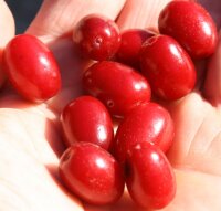 Kornelkirsche - Cornus mas 60-100 cm, verpflanzter Strauch ab 3 Triebe, wurzelnackt