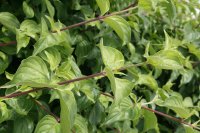 Kornelkirsche - Cornus mas 60-100 cm, verpflanzter Strauch ab 3 Triebe, wurzelnackt