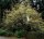 Kornelkirsche - Cornus mas 60-100 cm, verpflanzter Strauch ab 3 Triebe, wurzelnackt