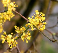 Kornelkirsche - Cornus mas 60-100 cm, Strauch  im 3-Liter...