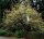 Kornelkirsche - Cornus mas 60-100 cm, Strauch  im 3-Liter Container