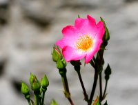 Schottische Zaunrose - Weinrose - Rosa rubiginosa 50-80...