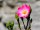 Schottische Zaunrose - Weinrose - Rosa rubiginosa 50-80 cm, 2 jährig verschulter Sämling, wurzelnackt