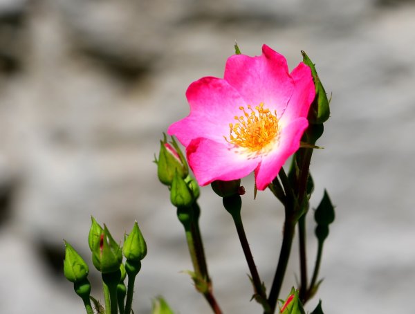 Schottische Zaunrose - Weinrose - Rosa rubiginosa 60-100 cm, Strauch im 3 Liter Container