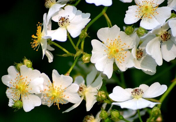 Vielblütige Rose - Büschelrose - Rosa multiflora 100-150 cm, verpflanzter Strauch ab 4 Triebe