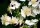 Vielblütige Rose - Büschelrose - Rosa multiflora 100-150 cm, verpflanzter Strauch ab 4 Triebe