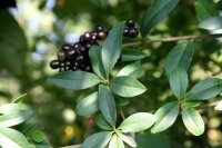 Ligustrum vulgare - Gemeiner Liguster 60-100 cm, verpflanzter Strauch, ab 6 Triebe, wurzelnackt