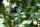 Ligustrum vulgare - Gemeiner Liguster 60-100 cm, verpflanzter Strauch, ab 6 Triebe, wurzelnackt