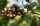 Ligustrum vulgare - Gemeiner Liguster 60-100 cm, verpflanzter Strauch, ab 6 Triebe, wurzelnackt