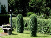 Ligustrum vulgare - Gemeiner Liguster 60-100 cm, Strauch...