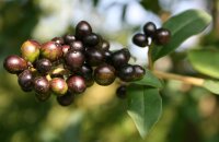 Ligustrum vulgare - Gemeiner Liguster 60-100 cm, Strauch im 3 Liter Container