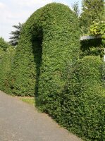 Wintergrüner Liguster - Ligustrum vulgare Atrovirens 60-100 cm, Strauch im 3 Liter Container