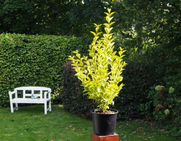lady banks plant Rosa banksiae (Lady Banks' Rose) – Yardwork