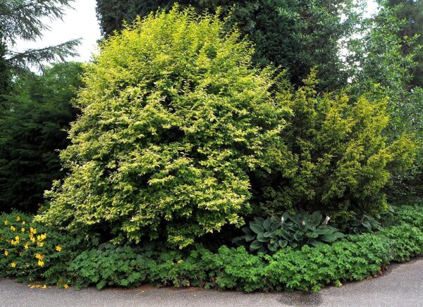 Wintergrner Liguster 'Atrovirens' online bestellen, 14,95