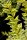Goldliguster - Liguster - Ligustrum ovalifolium Aureum
