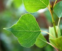Schwarzpappel- Populus nigra  150-200 cm, Heister im 7,5 Liter Container