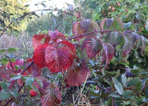 Wilde Brombeere - Rubus fruticosus 30-40 cm, im 1-Liter Topf