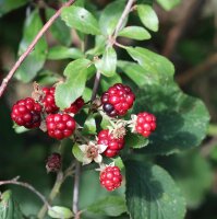 Wilde Brombeere - Rubus fruticosus 30-40 cm, im 1-Liter Topf