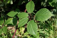 Wilde Brombeere - Rubus fruticosus 30-40 cm, im 1-Liter Topf