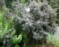 Sanddorn - Hipphophae rhamnoides 50-80 cm, 2- jährig...