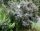 Sanddorn - Hipphophae rhamnoides 70-90 cm, leichter Strauch, ab 2 Triebe, wurzelnackt