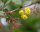 Gewöhnliche Berberitze - Sauerdorn - Berberis vulgaris 60-100 cm, verpflanzter Strauch ab 5 Triebe, wurzelnackt