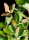 Gewöhnliche Berberitze - Sauerdorn - Berberis vulgaris 60-100 cm, verpflanzter Strauch ab 5 Triebe, wurzelnackt