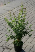 Gewöhnliche Berberitze - Sauerdorn - Berberis...