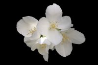 Philadelphus coronarius - Bauernjasmin 60-100 cm, 2x...