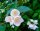 Philadelphus coronarius - Bauernjasmin 60-100 cm, 2x verpflanztter Strauch, ab 4 Trtiebe, wurzelnackt