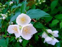 Philadelphus coronarius - Bauernjasmin 100-150 cm, Strauch im 7,5 Liter Container