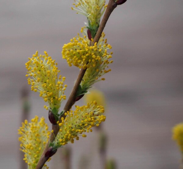 Kriechweide - Salix repens Synonym nitida, arenaria argenta