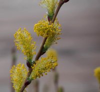 Kriechweide - Salix repens Synonym nitida, arenaria argenta