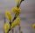 Kriechweide - Salix repens Synonym nitida, arenaria argenta