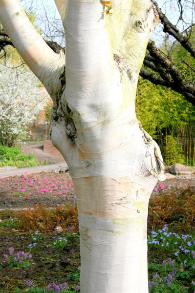 Himalaya-Birke Betula jacquemontii,Betula ultilis 125-150 cm Heister im 7,5 Liter Container