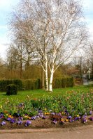 Himalaya-Birke Betula jacquemontii,Betula ultilis 125-150 cm Heister im 7,5 Liter Container